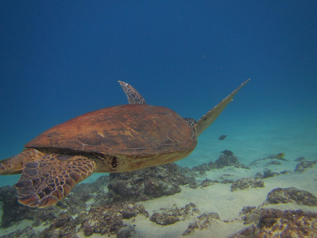 小琉球のダイビングは暑すぎない春か秋がおすすめ
カメカメアイランドなので、...