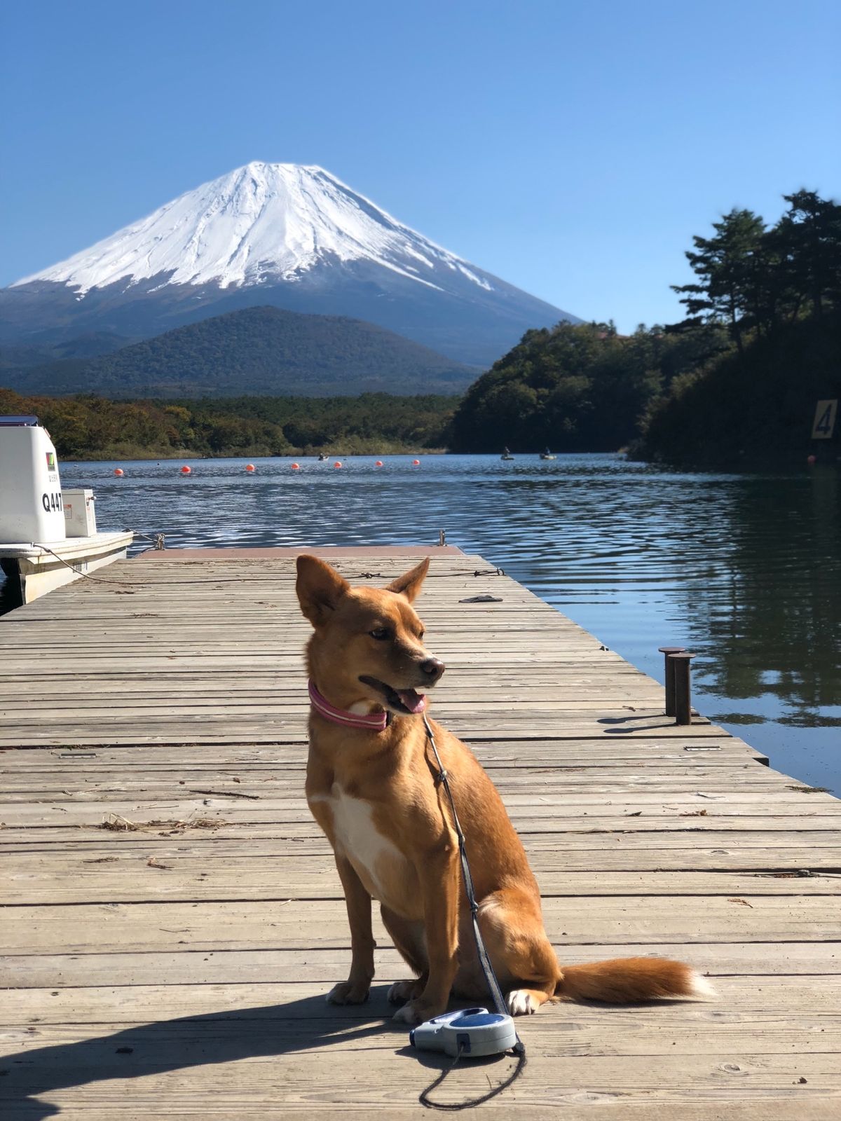 愛犬ハッピーも、写真慣れしてきた。