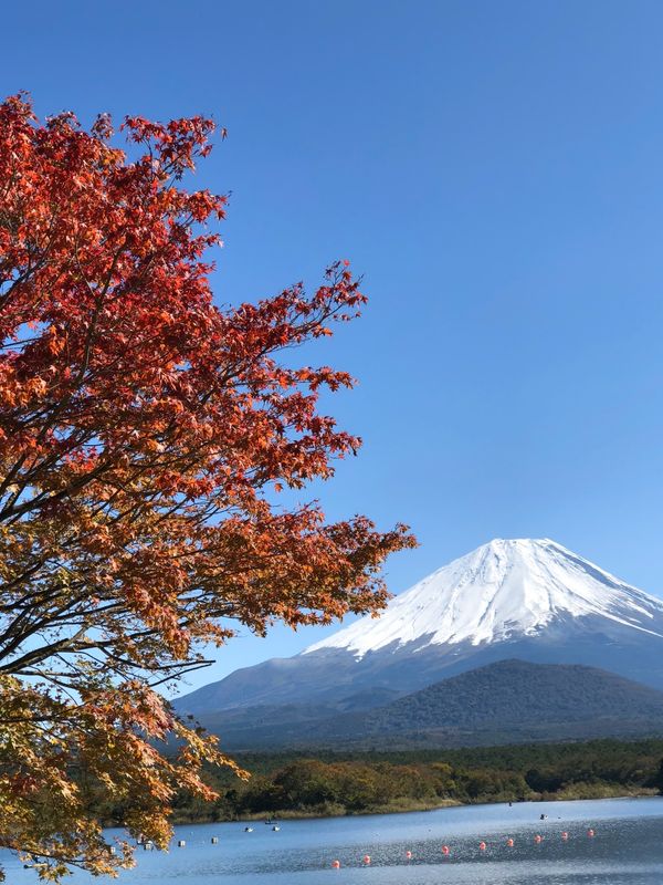 日本「「精進湖の紅葉　毎年同じ場所2018年」」の写真：愛犬ハッピーも、写真慣れしてきた。