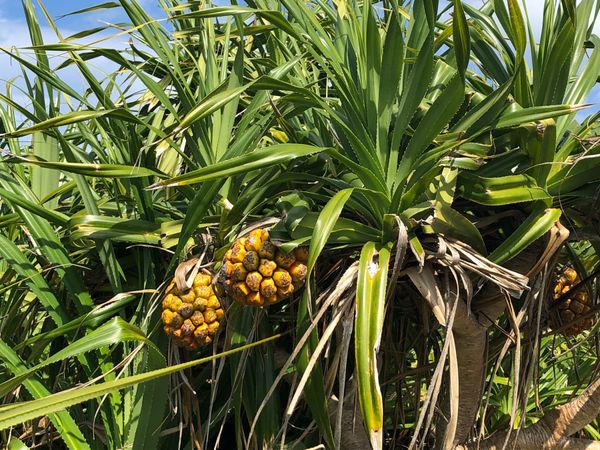 日本・沖縄県宮古島「宮古島〜仕事の合間に〜」の写真：パイナップルみたいな実はアダン。食べては...