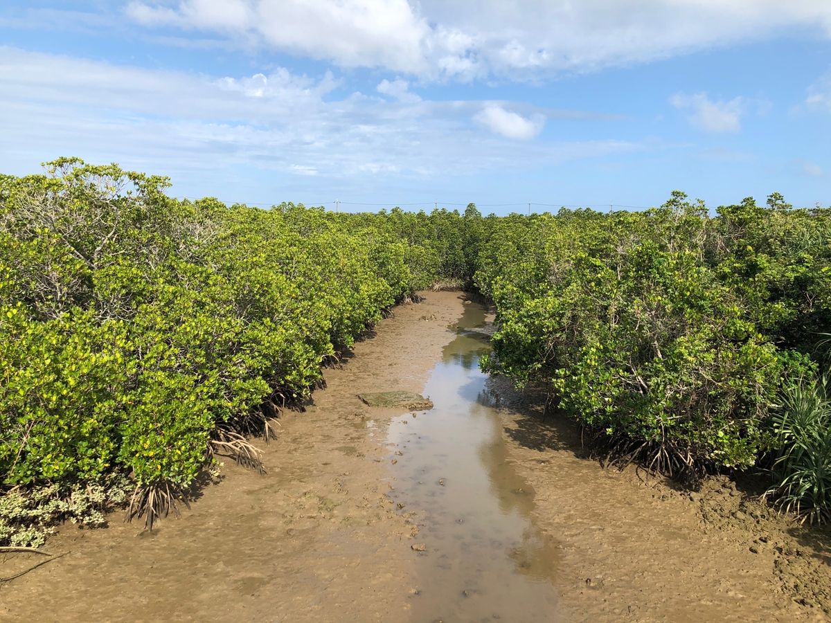 パイナップルみたいな実はアダン。食べてはいないですが、食用向けでなく不味い...