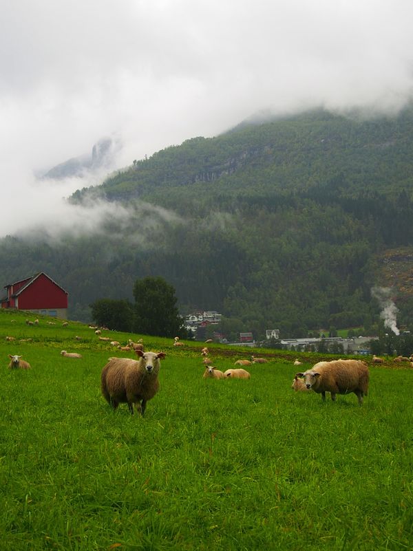 ノルウェー・オスロ「ノルウェー ラッキー出張で北フィヨルドのリゾートへ」の写真：オスロから小さなプロペラ機と、それよりも...