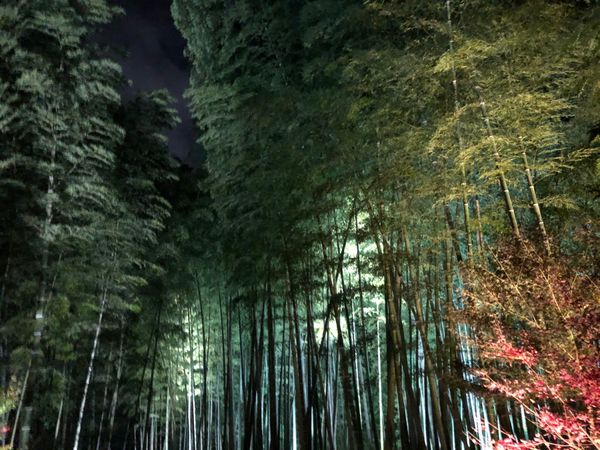 日本「京都の秋」の写真