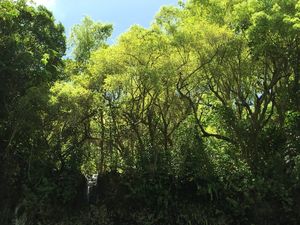 太古からこのままなんだろうな。
ダイナミックな渓谷、ナパリ展望台、木の電信...