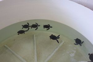 カンクンから日帰りで訪れたイスラムへーレス
カンクンの海も青くて美しいです...