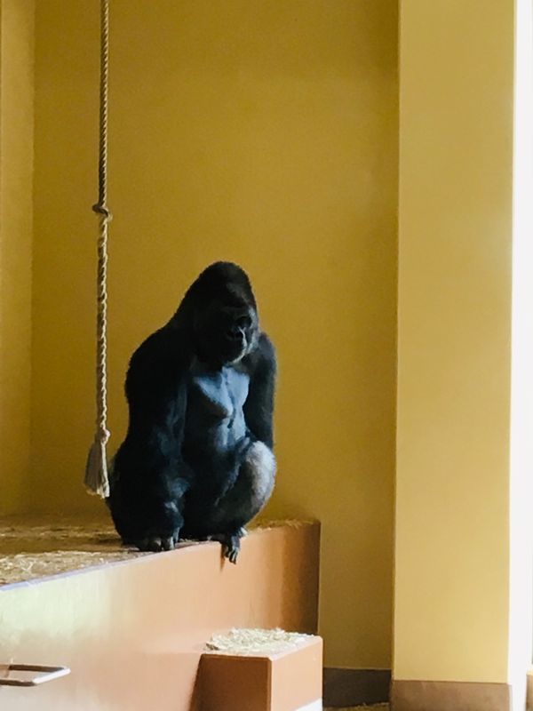 日本・セントレア　「名古屋🦍」の写真