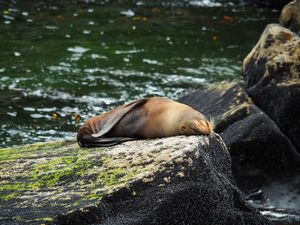 ミルフォードサウンド
氷河が大地を削って作ったフィヨルドで、数時間のクルー...