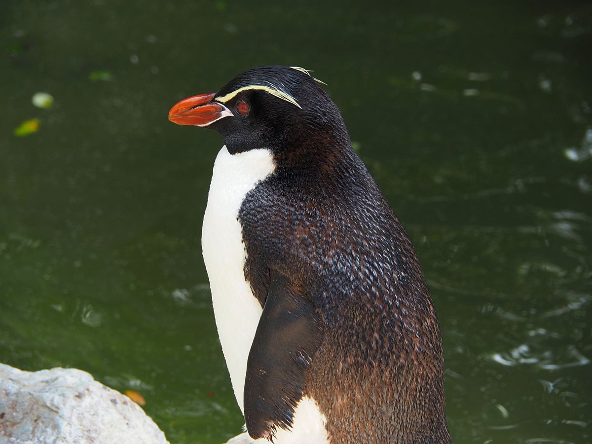 ダニーデン
島の南東部にある この町の周辺は野生動物がいっぱい、アホウドリ...