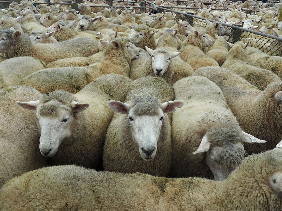 羊の競市
ドライブ中にたまたま開催していた羊の競市を見学させてもらいました...