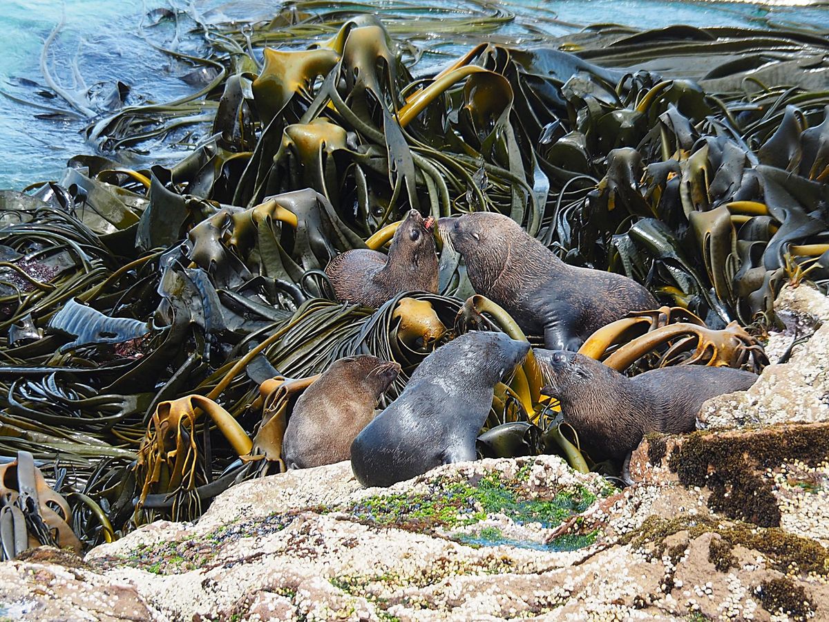 ダニーデン
島の南東部にある この町の周辺は野生動物がいっぱい、アホウドリ...