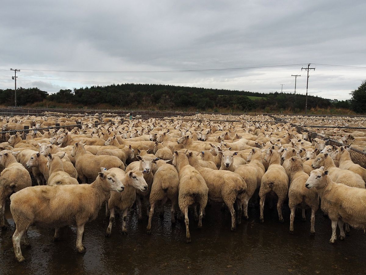 羊の競市
ドライブ中にたまたま開催していた羊の競市を見学させてもらいました...
