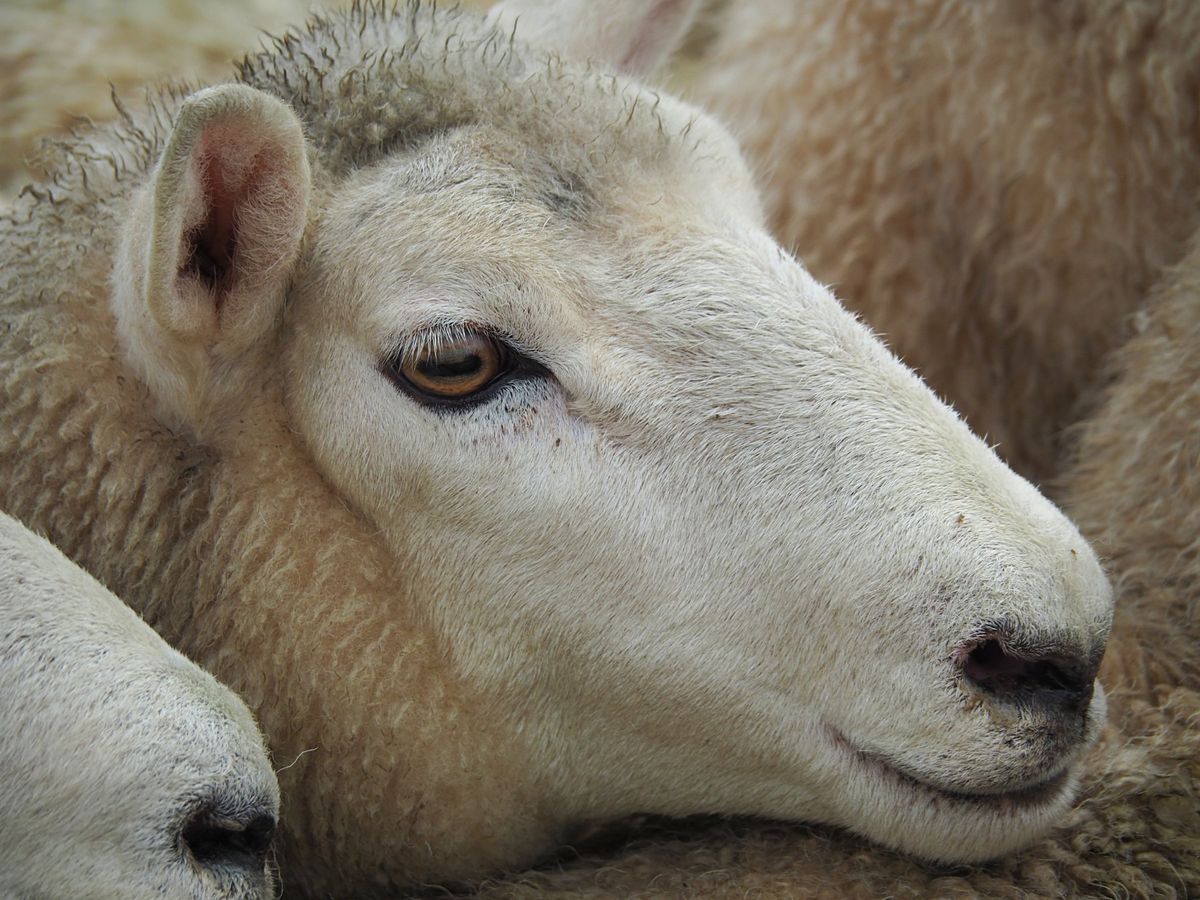 羊の競市
ドライブ中にたまたま開催していた羊の競市を見学させてもらいました...