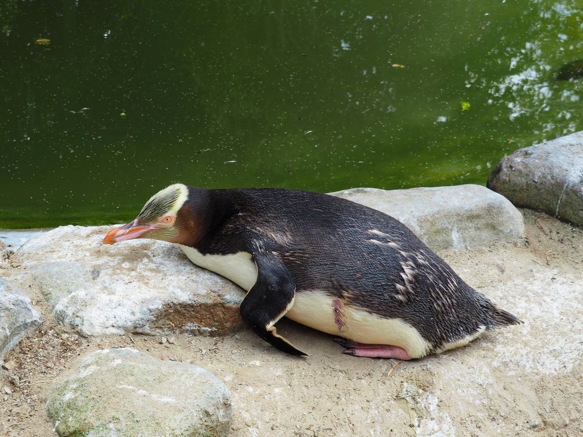 ダニーデン
島の南東部にある この町の周辺は野生動物がいっぱい、アホウドリ...