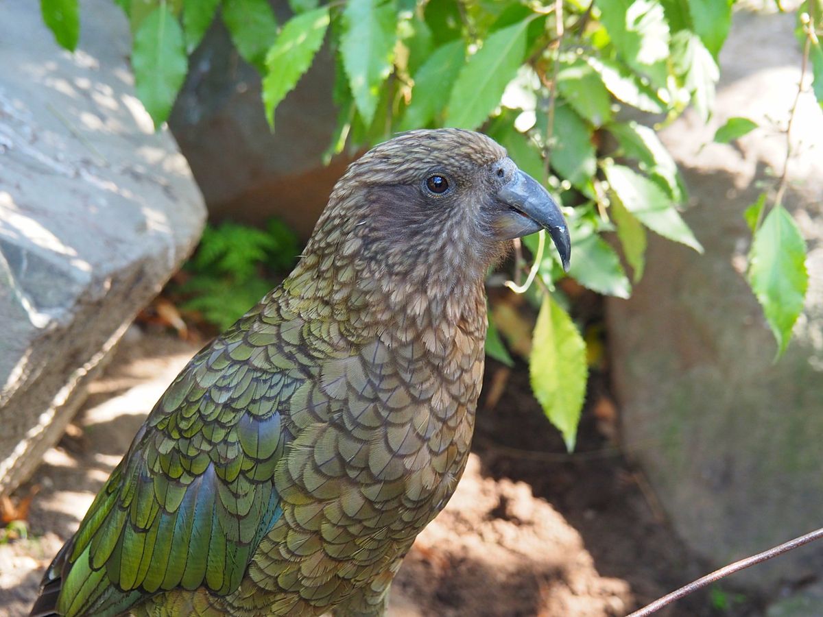 クライストチャーチ
キウイがいるウィロウバンク動物園は、マオリ族のハカやマ...