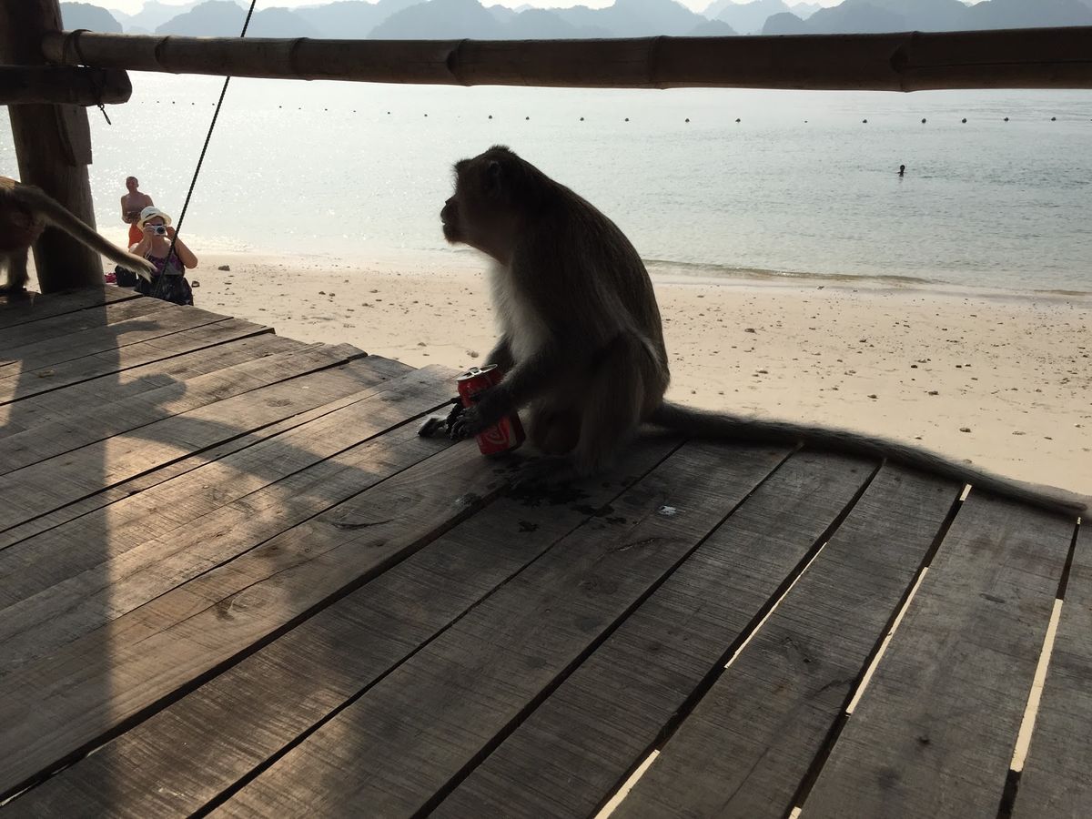 ハロン湾近くのモンキーアイランド
猿にコーラを盗まれた