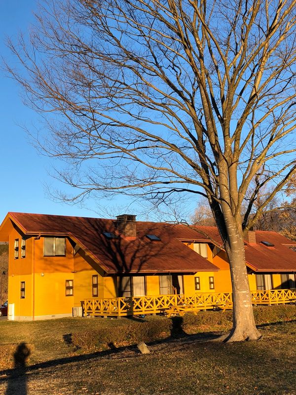 日本「「富士ミルクランド　ロッジに宿泊」」の写真：朝日を浴びる犬🐕２匹！