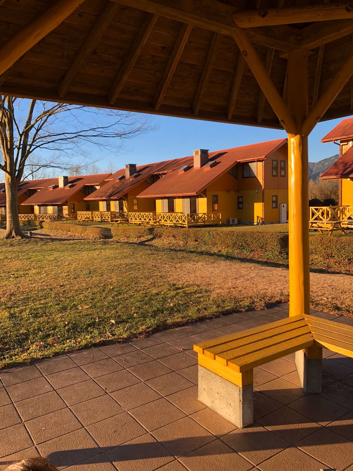 朝日を浴びる犬🐕２匹！