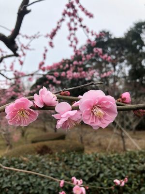 梅園