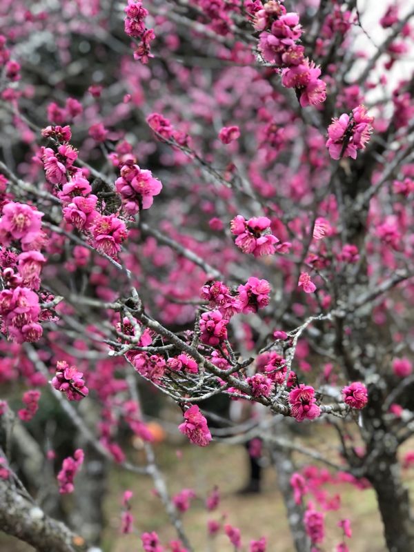 日本「「富士市岩本山公園　梅園」」の写真：梅園