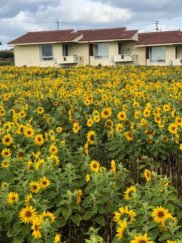 日本「「４世代で沖縄旅行　②」」の写真：沖縄東海岸　伊計島は初めてでした❣️