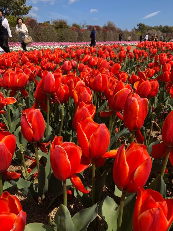 日本「「静岡県吉田町　チューリップ祭り」」の写真：春爛漫🌹