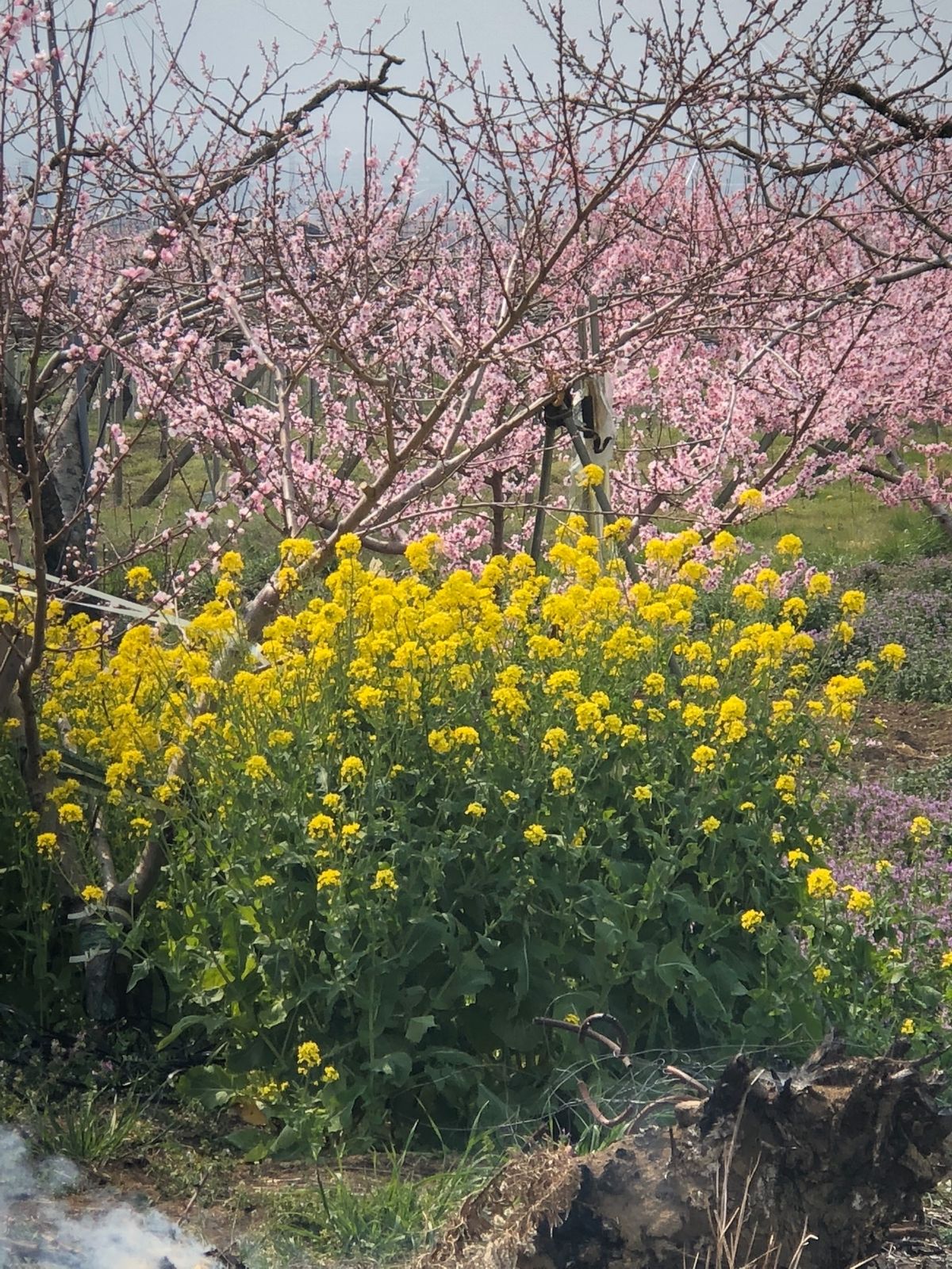春爛漫🌸