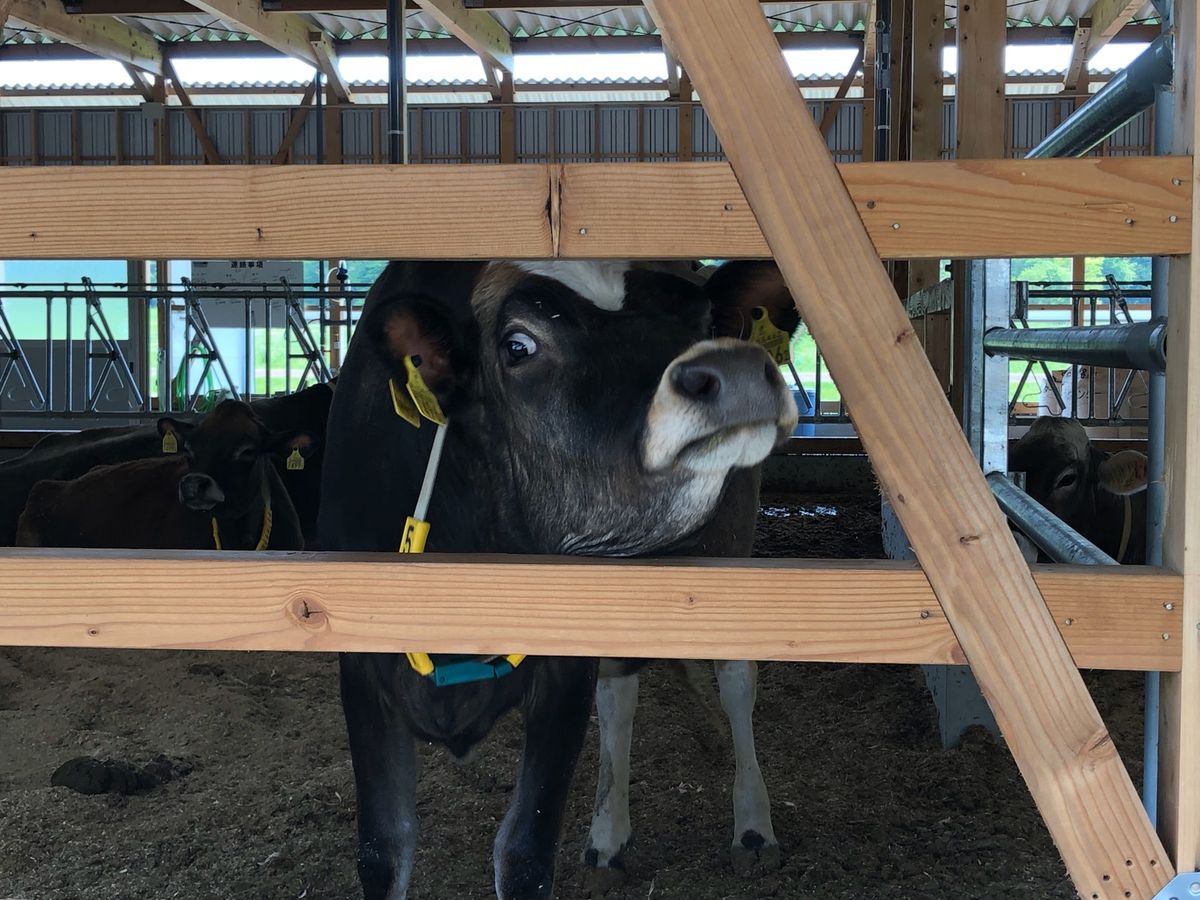 ピザ🍕が美味しかった‼️