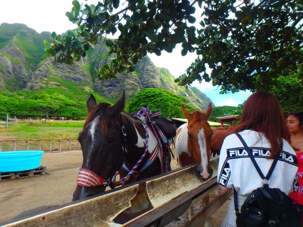 アメリカ(米国)・オアフ島「ハワイ2018」の写真：初めてクアロアランチにきました。ジェラシ...