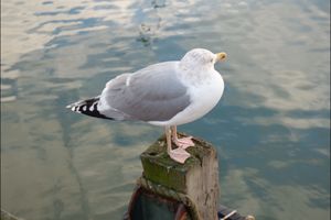 フィンランド のカモメはでかい