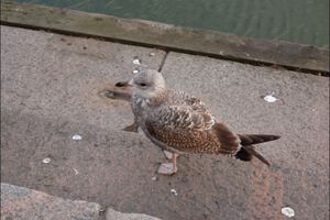 フィンランド のカモメはでかい