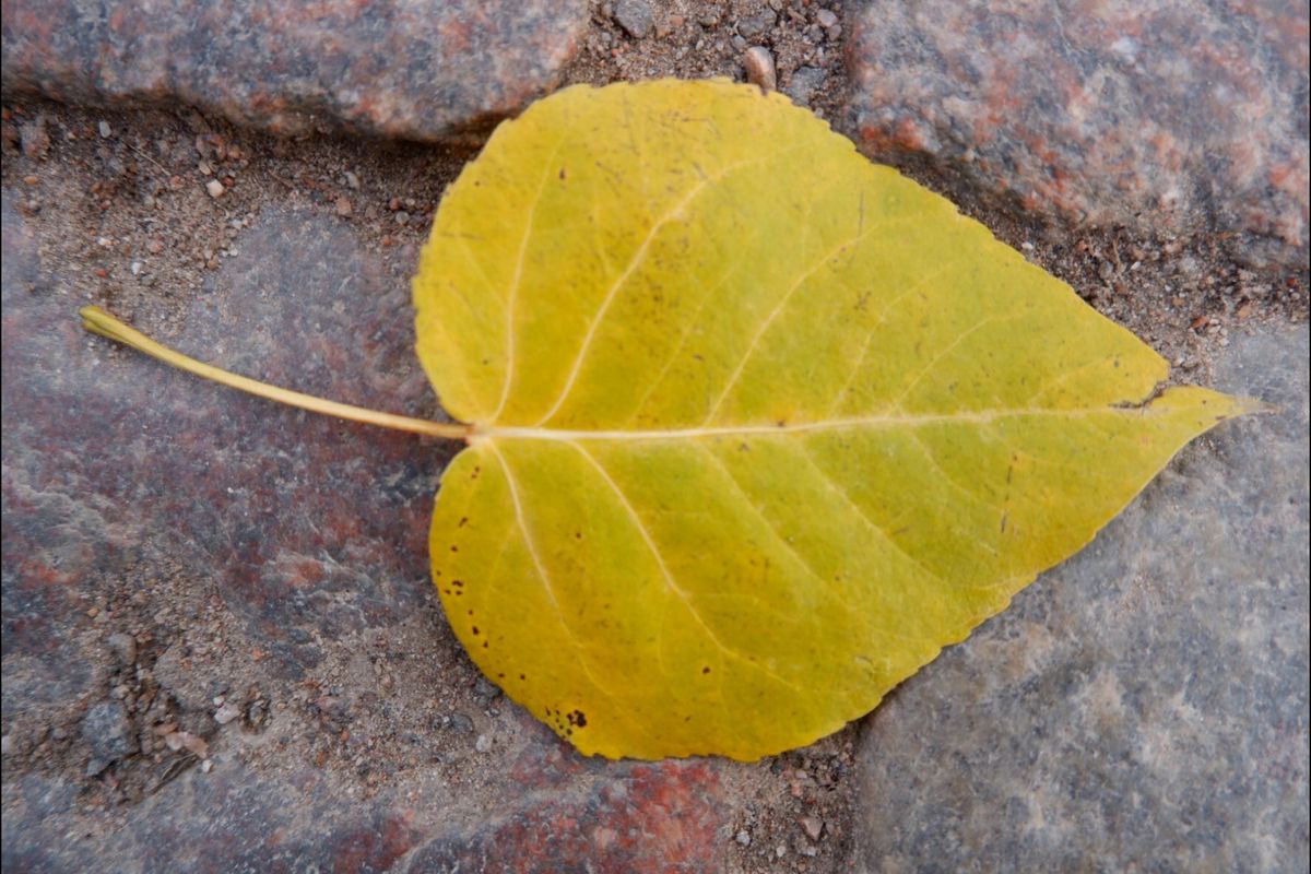 スオメンリンナ3