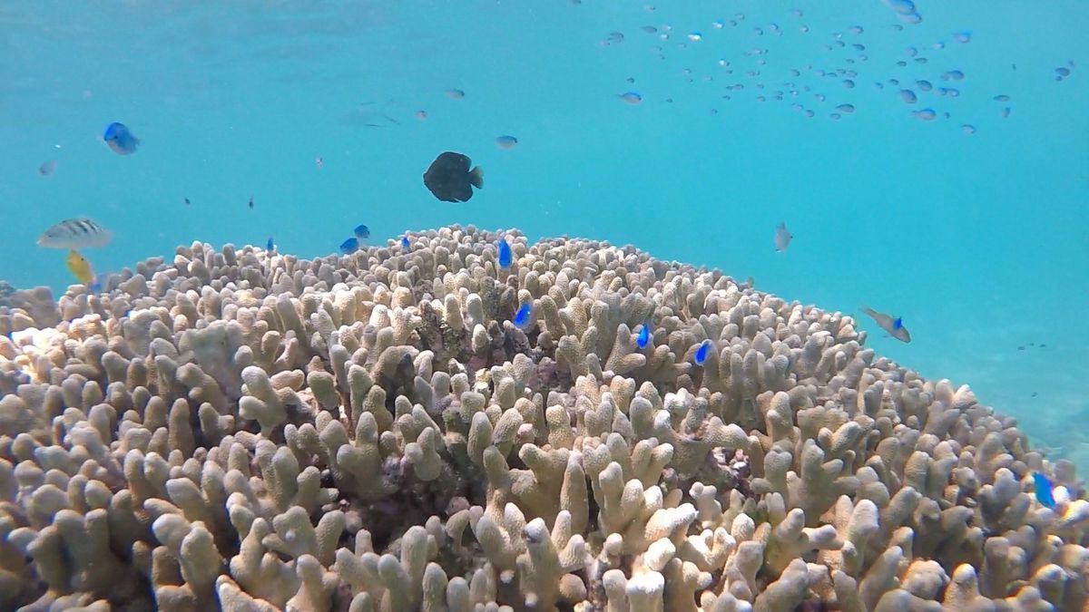 渡嘉敷島。慶良間ブルーほんとにきれかった！！天気にもめぐまれました。