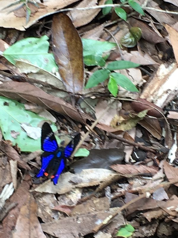 ブラジル・サンパウロ「アルゼンチン・ブラジル旅」の写真