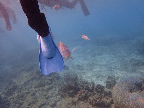日本「沖縄」の写真