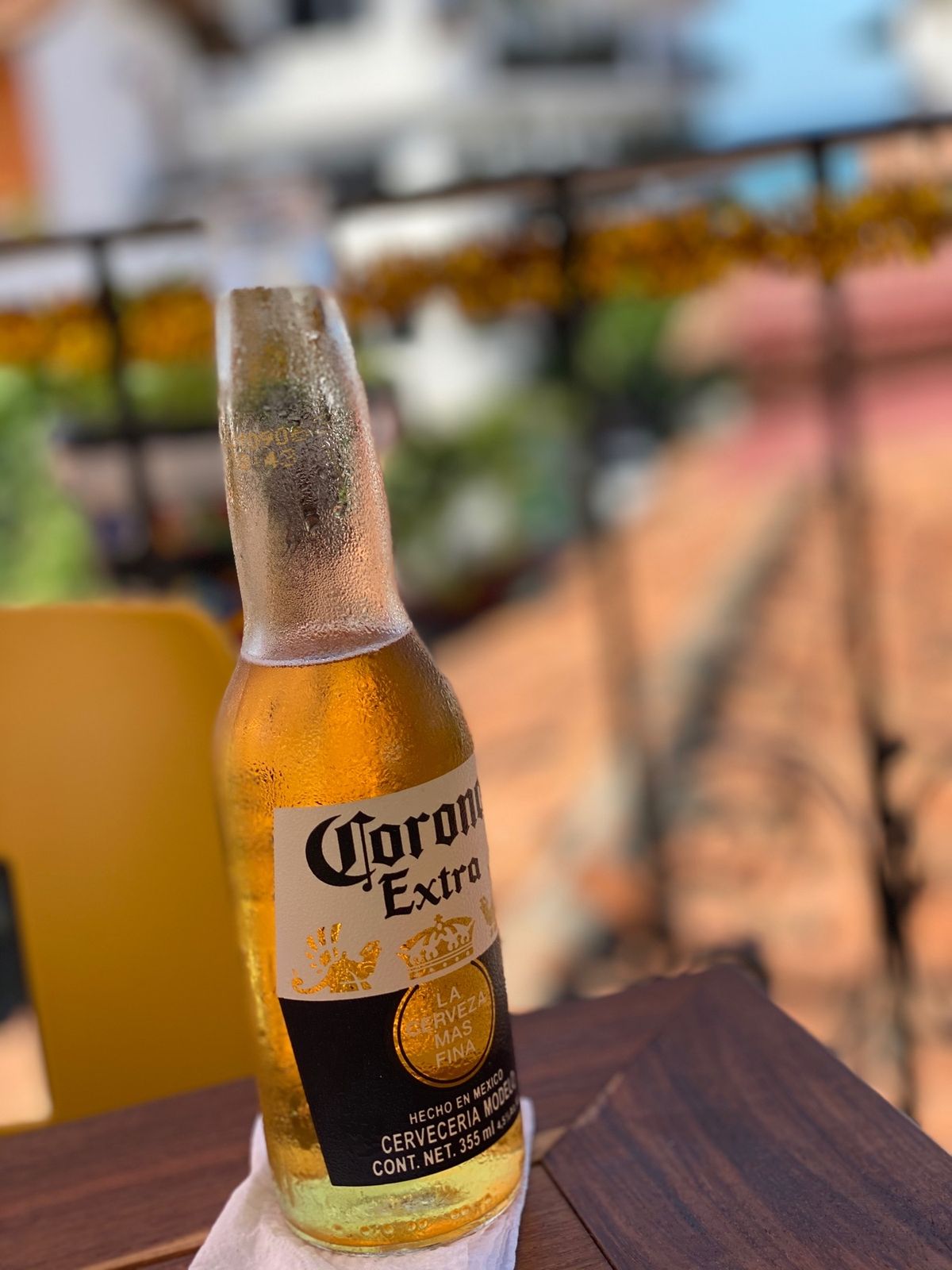 ホエールウォッチングは楽しい
港でイグアナにも遭遇しました