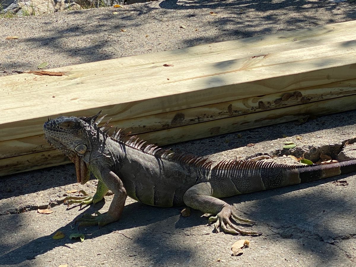 ホエールウォッチングは楽しい
港でイグアナにも遭遇しました
