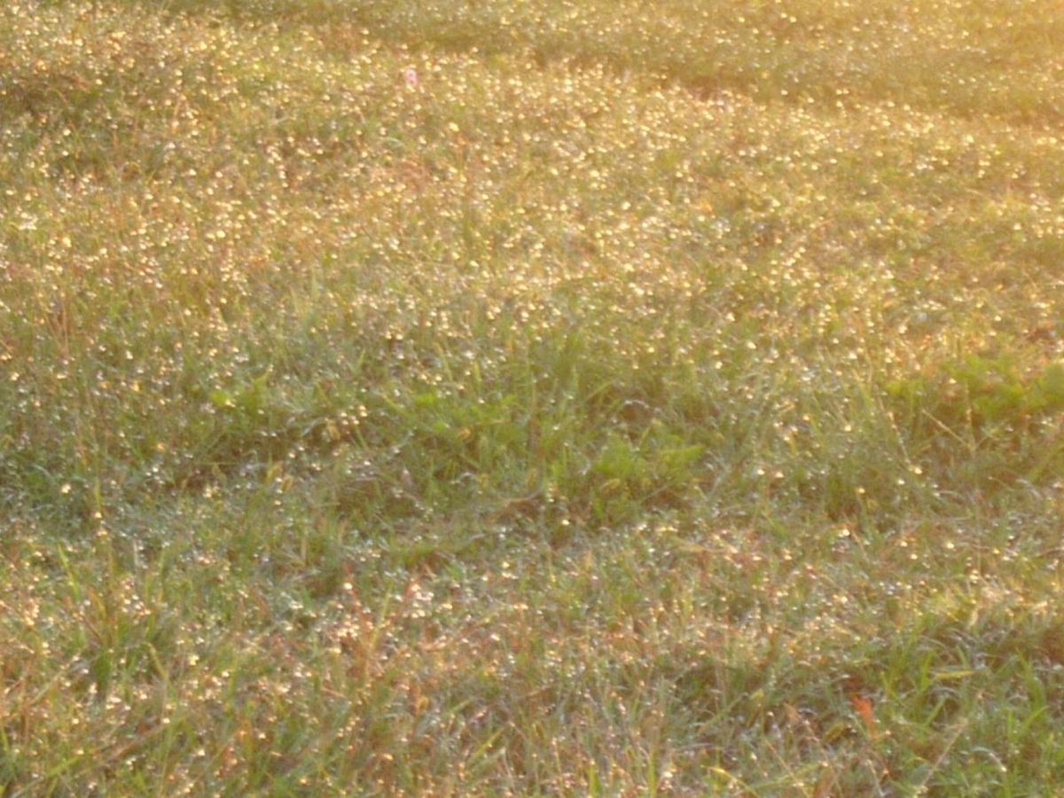 お目当のアンコール・ワット
朝日が昇るのを見に行ったら朝露がきらっきら

...