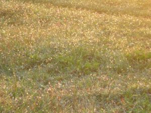 お目当のアンコール・ワット
朝日が昇るのを見に行ったら朝露がきらっきら

...