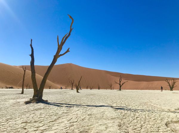 ナミビア・ウィントフック「Namibia」の写真：死の沼　デッドフレイ

もう白と茶色と青...