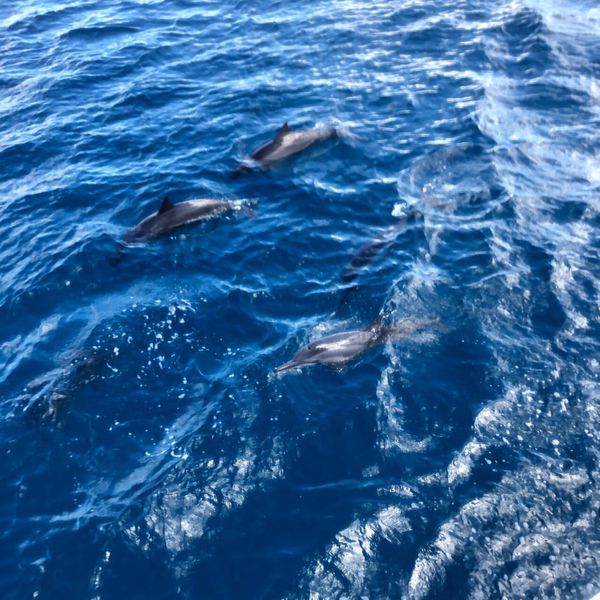 グアム「グァムへ家族旅行」の写真：イルカを見に行くツアーへ参加