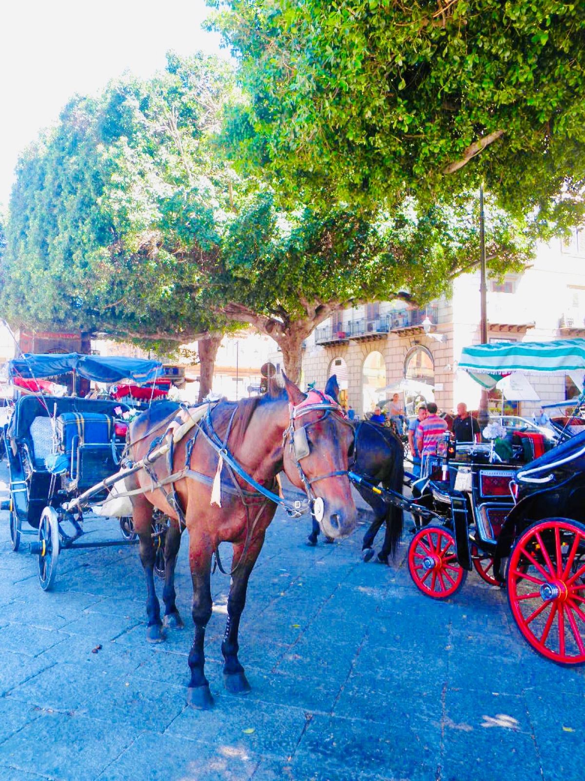 アグリジェント遺跡は岩好きにはたまらない場所✨大興奮の場所です。