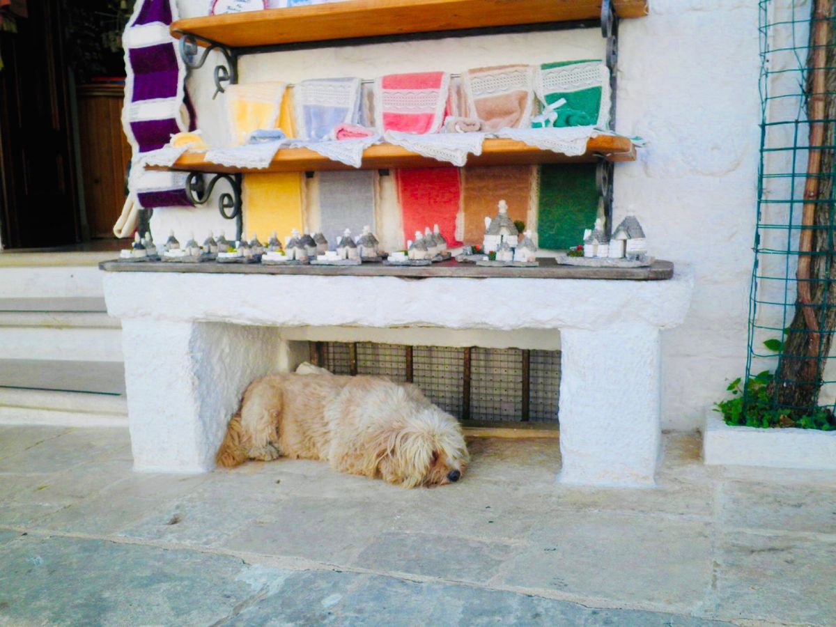 「美しい樹」の意味を持つアルベロベッロ
青い空、白い壁、植物の色のコントラ...