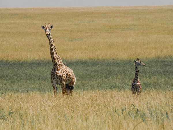 ケニア・マサイマラ「ハネムーン」の写真