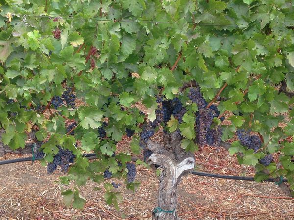 アメリカ(米国)・ホノルル「第2の故郷」の写真：ワイナリー。
オーパスワンは予約制。