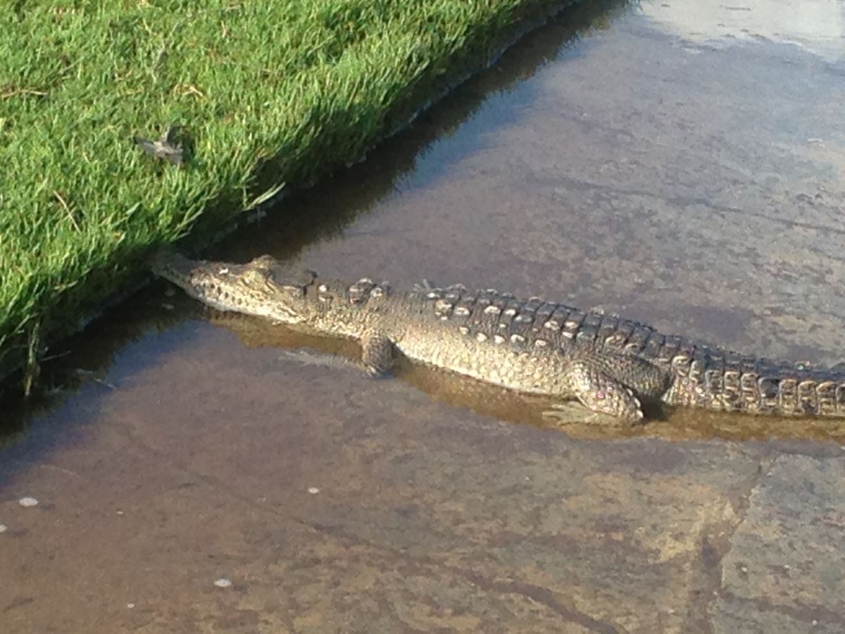 TPCカンクンにてゴルフラウンド