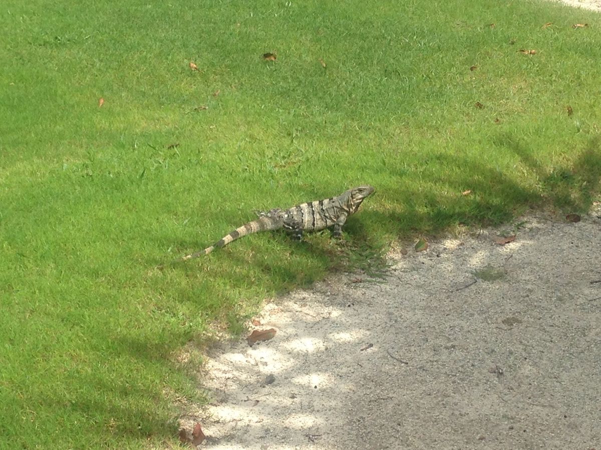 道端でイグアナに出会うことは容易