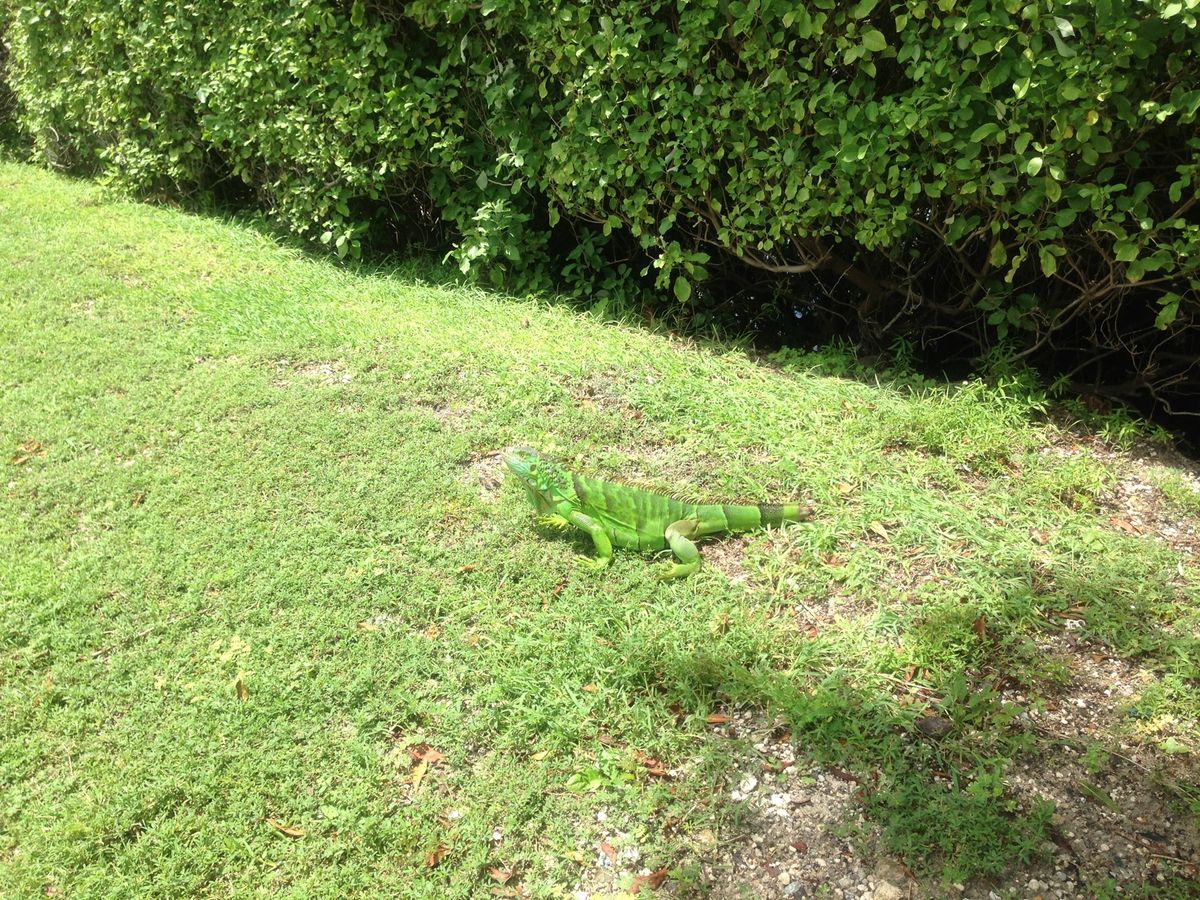 道端でイグアナに出会うことは容易