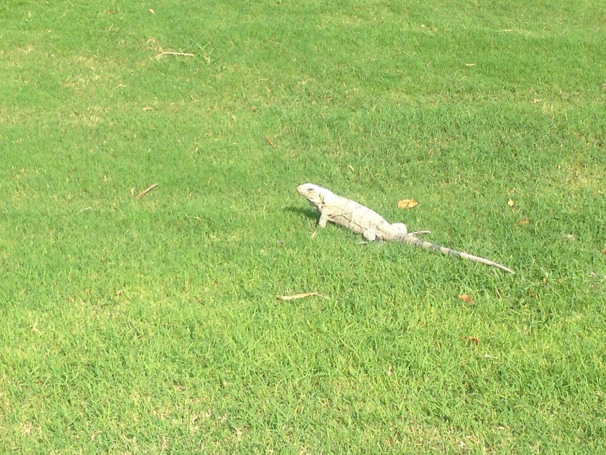 道端でイグアナに出会うことは容易