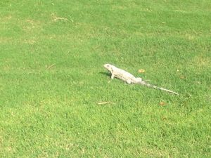 道端でイグアナに出会うことは容易