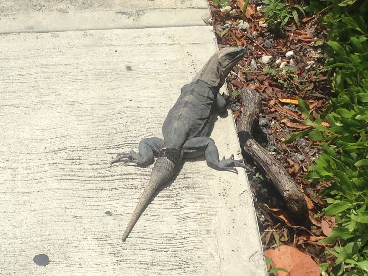 道端でイグアナに出会うことは容易
